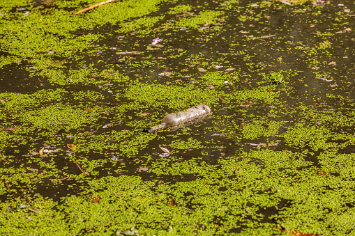 A bottle of glass was thrown into a pond and is now pollution