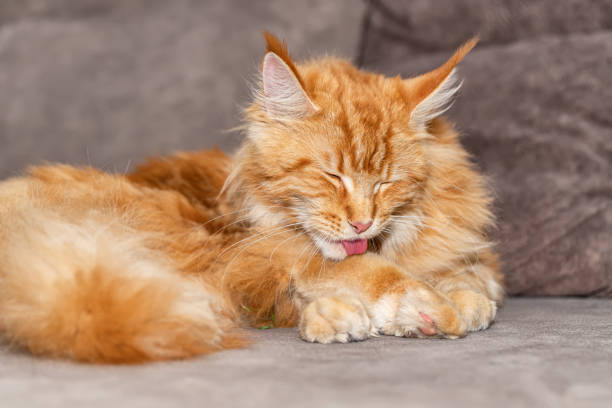 istock A large red fluffy maine coon cat lies on a carpet 1417565302