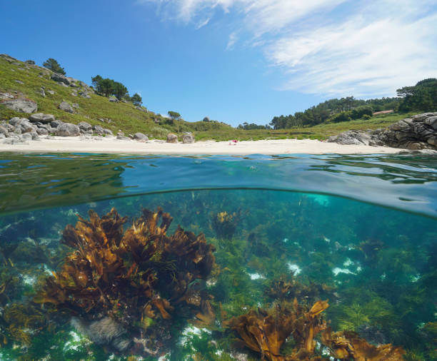 istock Beach coastline and algae underwater in the ocean split level view Spain 1417566586