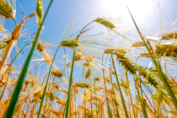 istock Golden barley field 1417568062