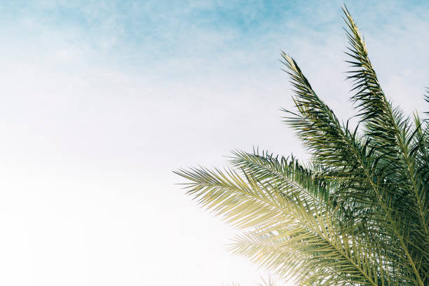 istock A palm trees against the backdrop of a blue sky 1417569343