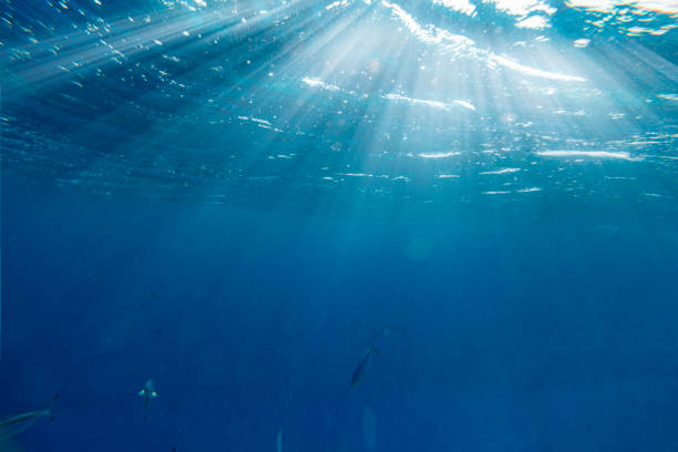 istock Underwater coral reef on the red sea 1417569474