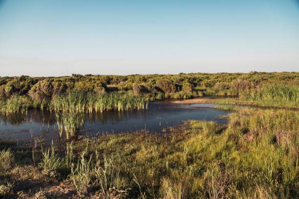 istock Marshy grassland under a sunny blue sky 1417570130