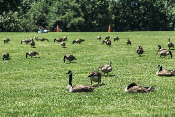 istock Flock of Canada geese (Branta canadensis) on the green grass 1417570138