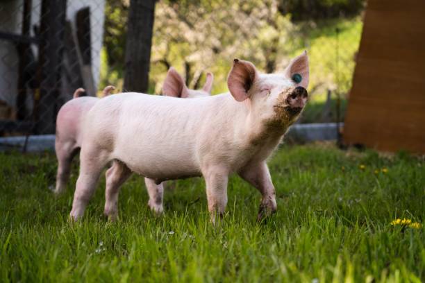 istock Content free-range piggy with a muddy snout 1417570368