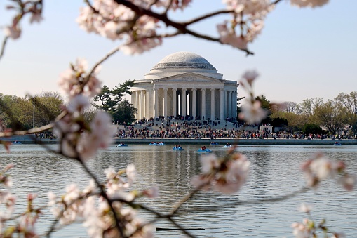 The crowded Thomas Jefferson Memorial seen through blur cherry blossoms in the foreground