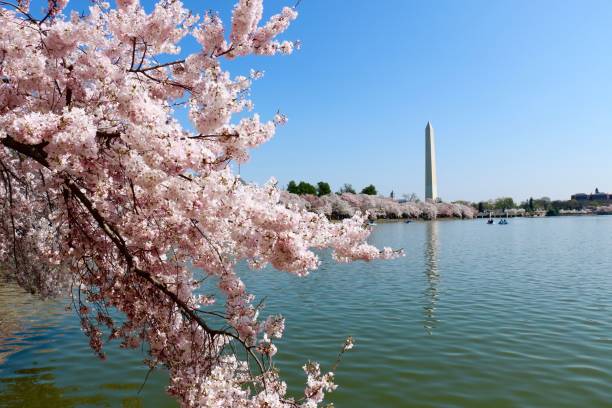 istock Famous Washington Monument behind the Potomac River with cherry blossoms in the foreground 1417570817