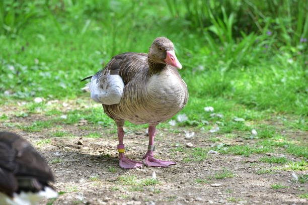 istock Greylag geese in the wildlife park 1417571463