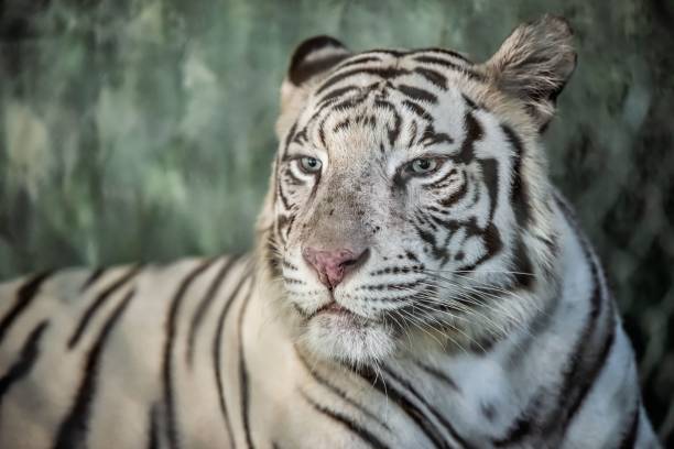 istock Closeup shot of a bleached tiger 1417571580