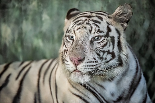 Young adult tiger staring at the camera rested with forest in view