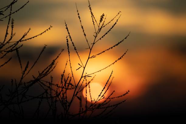 istock Silhouette of thin plant branches in a blur during the sunset 1417573382