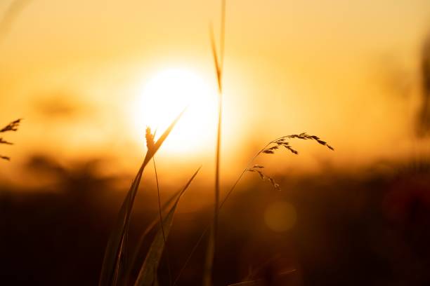 istock Silhouette of thin plant branches in a blur during the sunset 1417573443