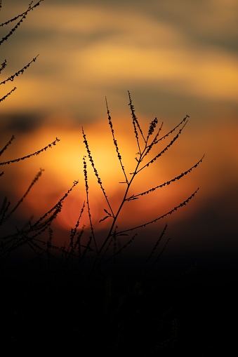 A silhouette of thin plant branches in a blur during the sunset, vertical shot