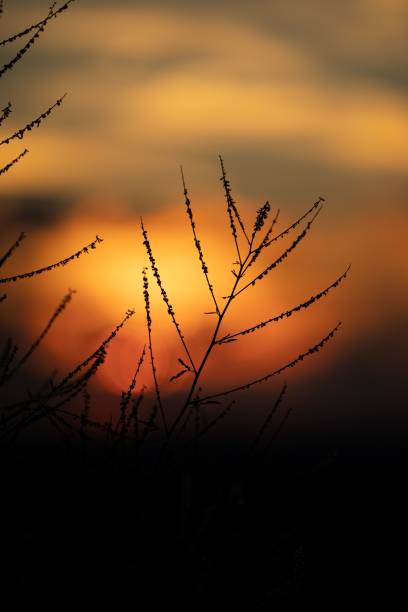 силуэт тонких ветвей растений в размытии во время заката, вертикальный снимок - twilight time стоковые фото и изображения
