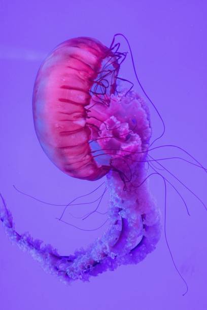 istock Vertical shot of a beautiful pink jellyfish 1417573600