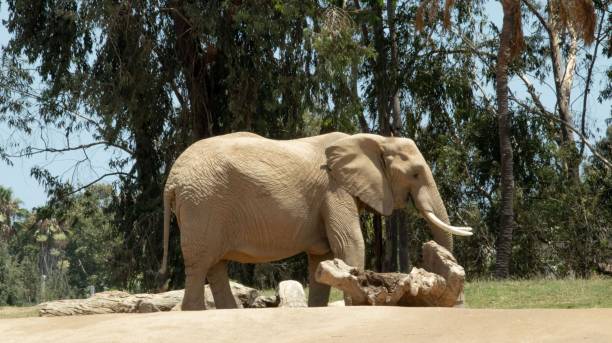 istock African bush elephant in the natural background with trees and rocks 1417573726