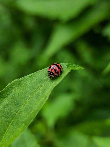 istock Closeup of a tiny ladybug on a dark green leaf with a blurred background 1417573964