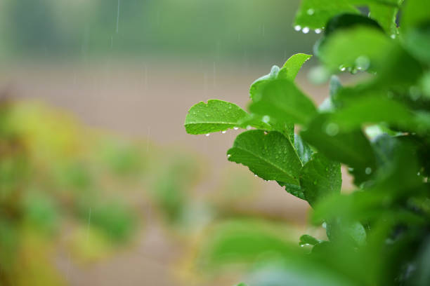 Heavy rain in a garden in Austria