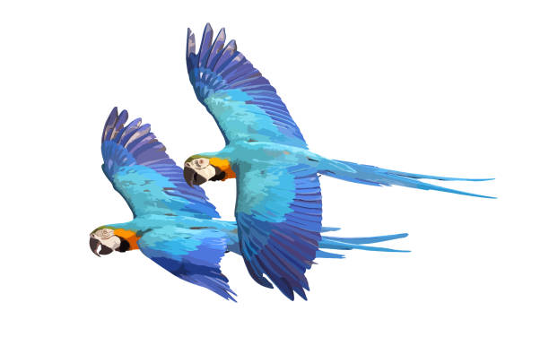 Parrot Colorful macaw parrot flying isolated on white. Vector illustration macaw stock illustrations