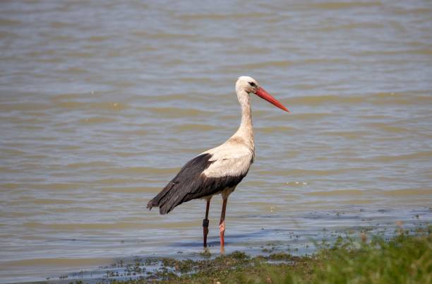istock A Ciconia ciconia bird at the shore 1417574472