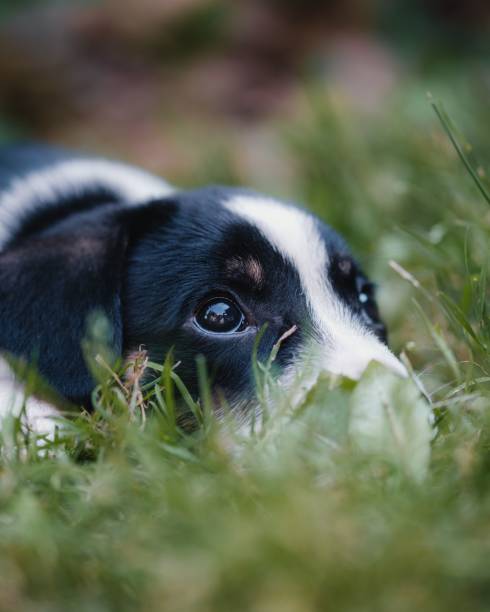 istock Vertical shot of a mini bull terrier lying on the grass during daytime 1417574653