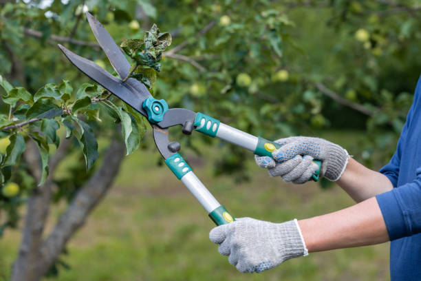 istock garden shears cut a diseased branch on a tree 1417574681