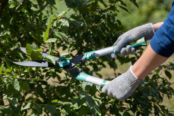 istock garden shears cut a diseased branch on a tree 1417574686