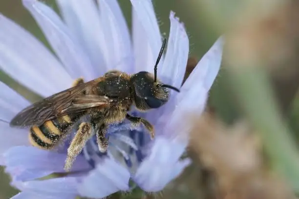 Colorful closeup on a female furrow bee, Halictus maculatus, on a light blue wild cichory flower , Cichorium intybus