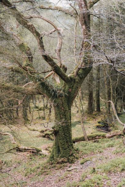 istock Nature with amazing trees in Ireland, Glendalough 1417576325