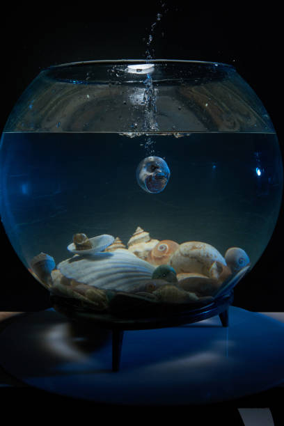 istock Seashells aquarium frozen shooting studio shooting 1417577246