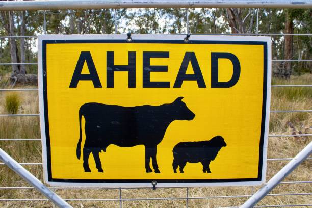 istock Sign warning cattle and sheep ahead on a gate in a rural area 1417578166