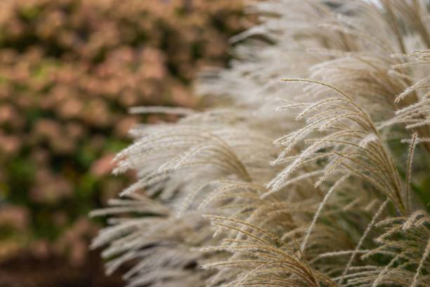 istock Autumn grasses in the wind 1417579893