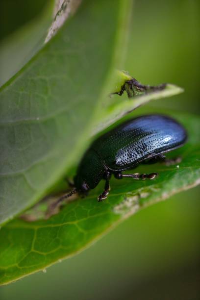 istock Closeup shot of a alder leaf beetle perched on a green leaf 1417579965