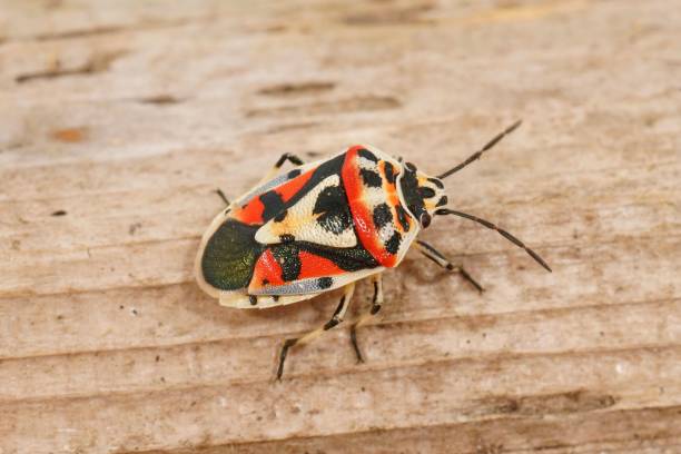istock Closeup on the pretty colorful mediterranean Ornate shieldbug, Eurydema ornata 1417580095