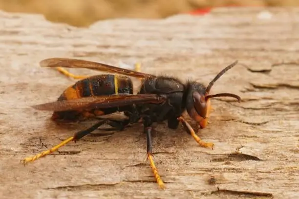 Detailed closeup on a worker Asian hornet , Vespa velutina an invasive species and threat to the European honeybee cultures