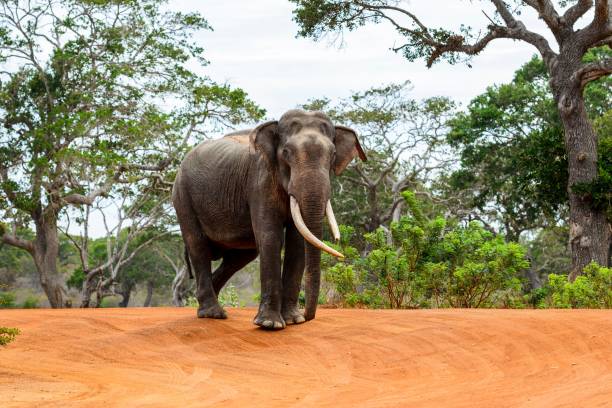 взрослый шри-ланкийский слон в пустыне шри-ланки - sri lankan elephants стоковые фото и изображения