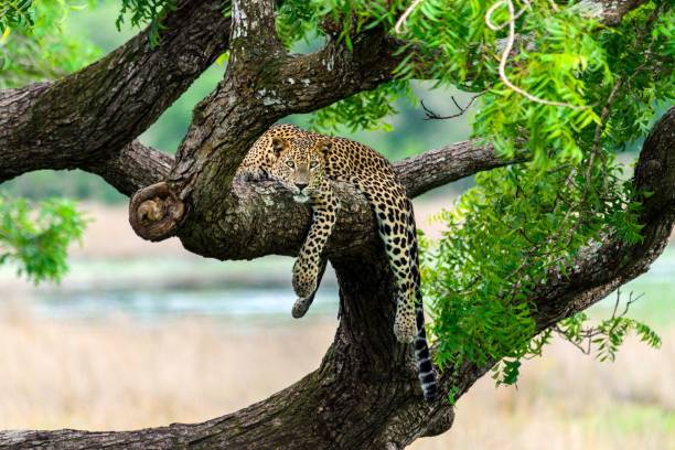 istock Sri Lankan Leopard resting on top of a tree 1417580859