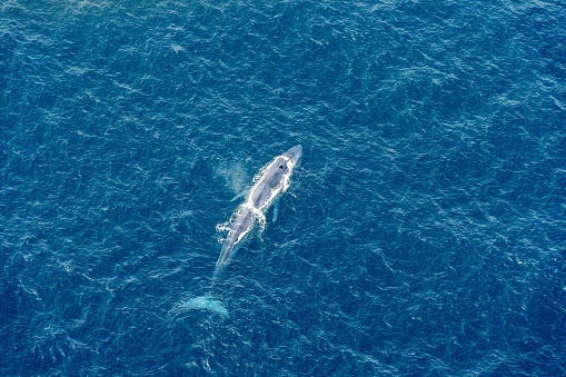 A top view of a Blue Whale on the surface of the sea