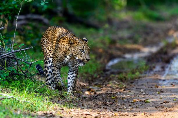 istock Wild Sri Lankan Leopard hunting for its prey in the wilderness 1417581394