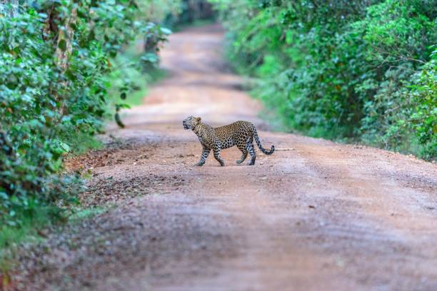istock Wild Sri Lankan Leopard hunting for its prey in the wilderness 1417581395