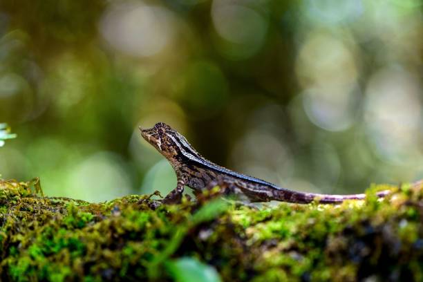 istock Wild lizard on a mossy surface against a bokeh background 1417581438