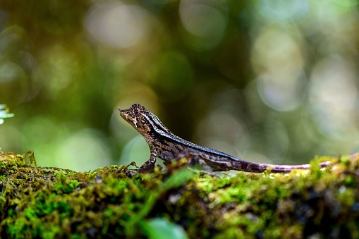 A wild lizard on a mossy surface against a bokeh background