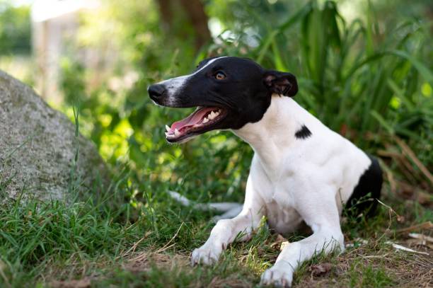 istock panting dog on a hot summer day 1417581691