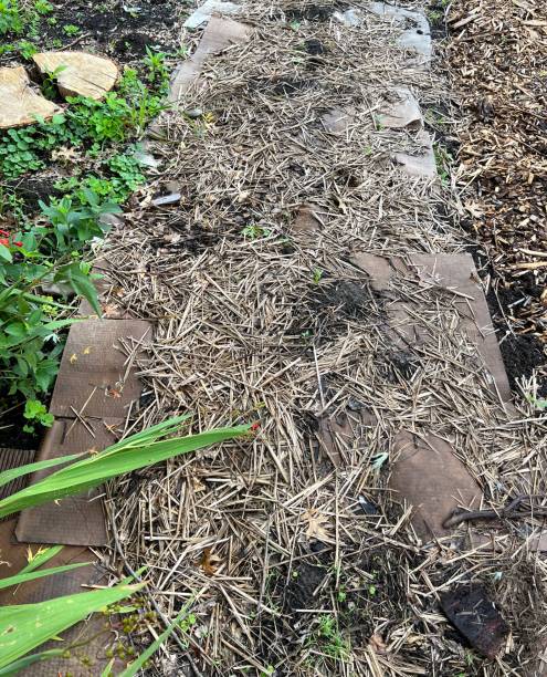 Poor drainage area renovation