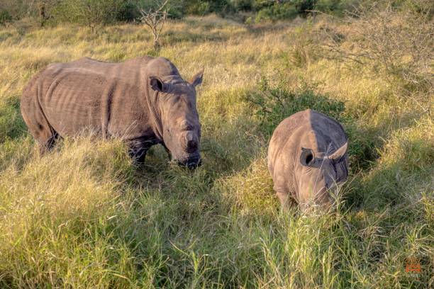 живописный вид на носорога с его детенышем, пасущимся на зеленой траве - rhinoceros savannah outdoors animals in the wild стоковые фото и изображения