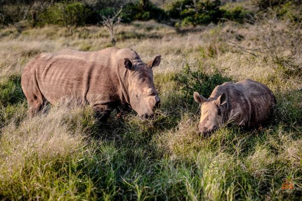 malowniczy widok na nosorożca z dzieckiem pasącym się na zielonej trawie - rhinoceros savannah outdoors animals in the wild zdjęcia i obrazy z banku zdjęć