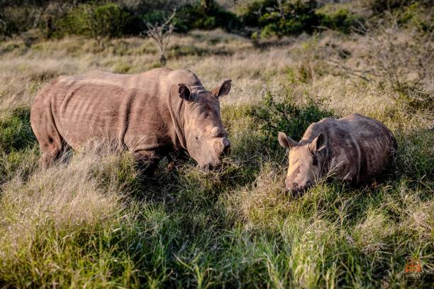 живописный вид на носорога с его детенышем, пасущимся на зеленой траве - rhinoceros savannah outdoors animals in the wild стоковые фото и изображения