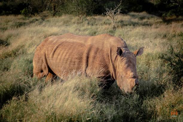 malowniczy widok nosorożca pasącego się na zielonej trawie - rhinoceros savannah outdoors animals in the wild zdjęcia i obrazy z banku zdjęć