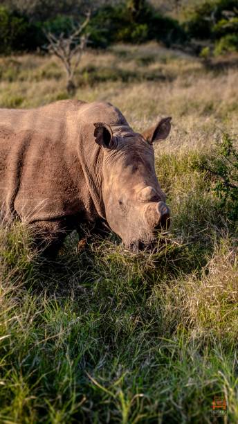 вертикальный снимок носорога, пасущегося на зеленой траве - rhinoceros savannah outdoors animals in the wild стоковые фото и изображения