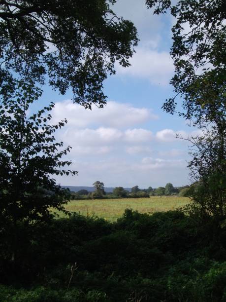 istock Vertical landscape of a green field with trees 1417582397